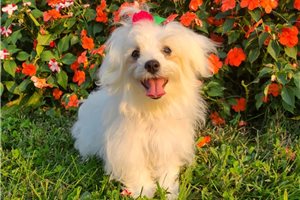 Tessa - Maltese for sale