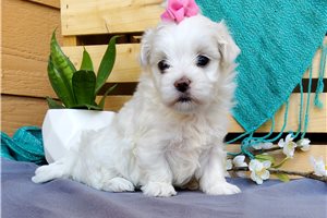 Tessa - puppy for sale