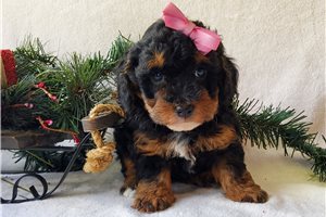 Sparkles - Miniature Poodle for sale