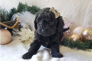 Queen - Miniature Poodle for sale
