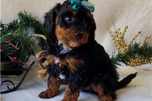 Dexter - Miniature Poodle for sale