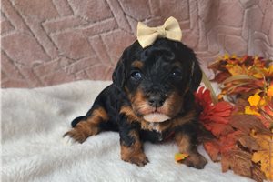 Sparkles - puppy for sale