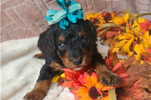 Dexter - Miniature Poodle for sale