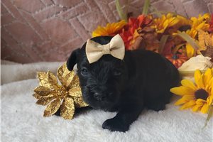 Queen - puppy for sale