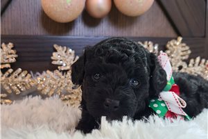Prince - Poodle, Miniature for sale