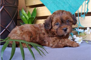 Maddy - puppy for sale