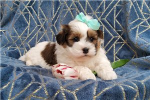 Laddie - puppy for sale