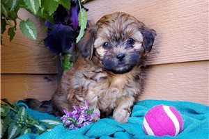 Lilly - Shih-Poo - Shihpoo for sale