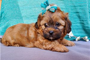 Benji - puppy for sale