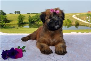 Tasha - Soft Coated Wheaten Terrier for sale