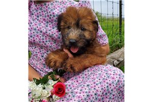 Rayne - Soft Coated Wheaten Terrier for sale
