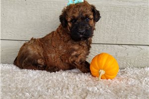 Benson - Whoodle for sale