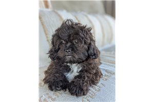 Peekapoo for Sale | Puppies | Pawrade.com