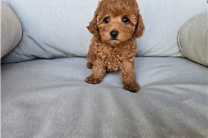 Robyn - Miniature Poodle for sale