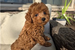 Bessie - puppy for sale