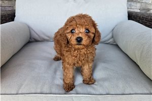 Ricky - Miniature Poodle for sale