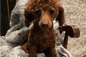 Bess - Poodle, Miniature for sale