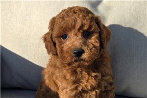 Beckett - puppy for sale