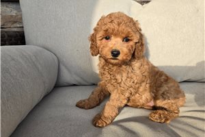 Beth - puppy for sale