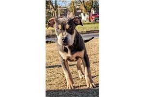 Palmer - American Bully for sale