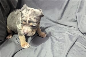 Buddy - American Bully for sale