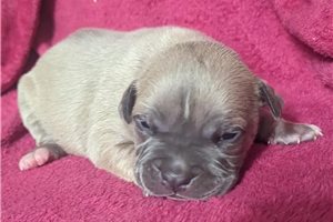 Carlton - puppy for sale