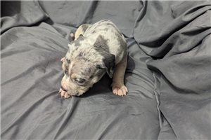 Cassidy - American Bully for sale