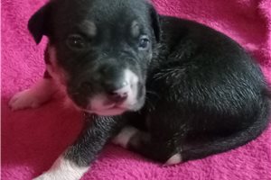 Murphy - American Bully for sale