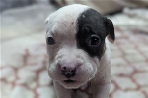 Marlena - American Bully for sale