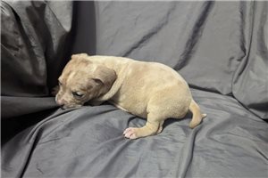 Clyde - American Bully for sale