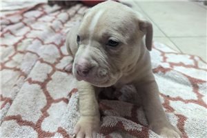 Carissa - puppy for sale