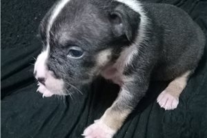 Mikey - puppy for sale