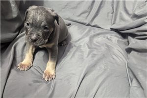 Cameron - American Bully for sale
