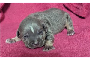 Christian - American Bully for sale
