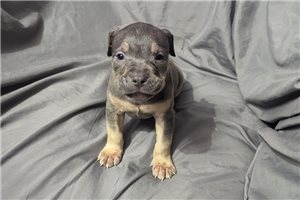 Christian - American Bully for sale