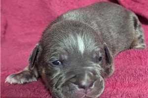 Cameron - puppy for sale