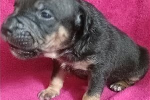 Montgomery - puppy for sale