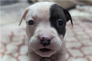 Marlena - puppy for sale