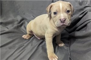 Castro - puppy for sale