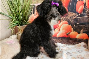 Layla - Aussiedoodle for sale