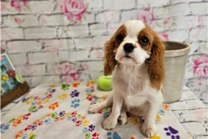 Wally - Cavalier King Charles Spaniel for sale