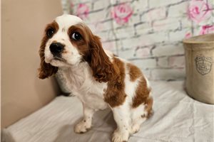Alford - Cavalier King Charles Spaniel for sale