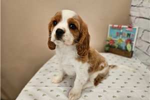 Dot - puppy for sale