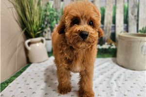 Reid - puppy for sale