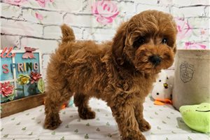 Smitts - puppy for sale