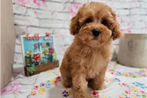 Verne - Poodle, Miniature for sale