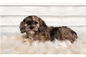 Alister - puppy for sale