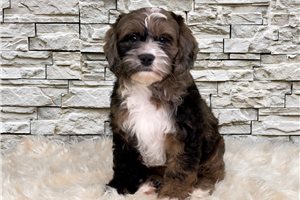 Abram - puppy for sale