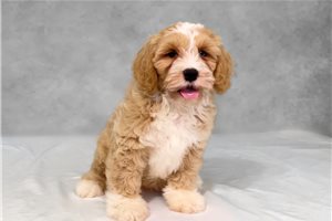 Austin - puppy for sale