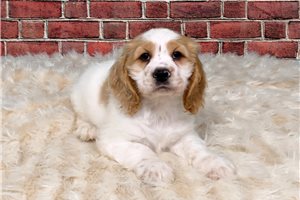 Cruise - puppy for sale